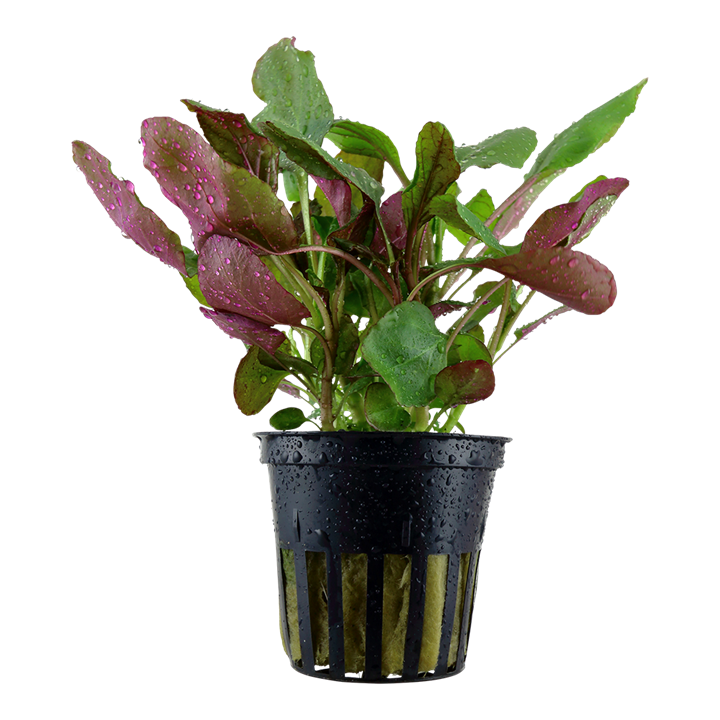 Lobelia Cardinalis in a pot, pet essentials warehouse, tropica plants