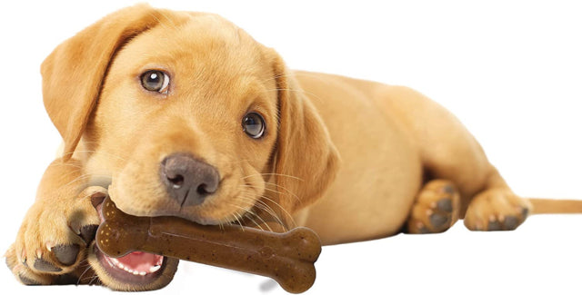 Dog chewing on Nylabone Puppy Chew Chicken Bone Dog Toy, Small dog chew toy. Pet Essentials Napier, Puppy chew toy