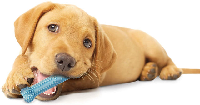 Dog chewing Nylabone Puppy Dental Dog Toy, Puppy chew, Puppy dental, pet Essentials Warehouse