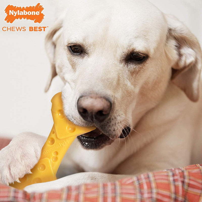 Large dog chewing on Nylabone Power Chew Cheese Bone Dog Toy, Pet Essentials Warehouse