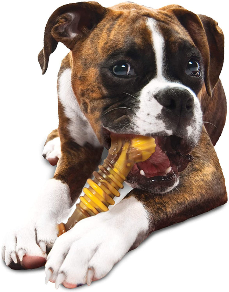 Large dog playing with Nylabone Power Chew Philly Cheesesteak Dog Toy, long lasting chew toy large dog, Pet Essentials Warehouse