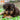 Nylabone Puppy Ring Bone Dog Toy, Nylabone, Chew Toys, Pet Essentials Warehouse.