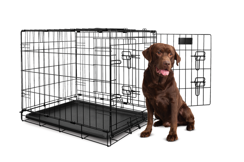 Chocolate Lab standing next to Yours Droolly Double Door XLarge Dog Crate 42 inch , Pet Essentials Warehouse, Pet City