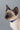 Rogz Alleycat Safeloc Cat Collar, Rogz, Cat Collars, Pet Essentials Warehouse.