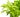 Hygrophila Polysperma Sunset Aquatic Plant, Live Plants, Live Aquatic Plants, Pet Essentials Warehouse.
