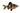 Black Ruby Barb, Live Fish, Barb, Pet Essentials Warehouse.