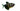 Black Widow Tetra, Live Fish, Tetra, Pet Essentials Warehouse.