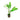 Borneo Sword Live Aquatic Plant, Live Plants, Live Aquatic Plants, Pet Essentials Warehouse.