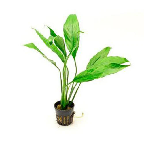 Borneo Sword Live Aquatic Plant potted plant