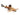 Hara Hara Catfish - Asian Stone Catfish, Live Fish, Catfish, Pet Essentials Warehouse.