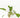 Crypt Wendtii Live Aquatic Plant, Live Plants, Live Aquatic Plants, Pet Essentials Warehouse.
