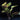 Crypt Cordata Live Aquatic Plant, Live Plants, Live Aquatic Plants, Pet Essentials Warehouse.