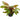 Crypt Axelrodi Live Aquatic Plant, Live Plants, Live Aquatic Plants, Pet Essentials Warehouse.
