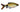 Filament Barb, Live Fish, Barb, Pet Essentials Warehouse.