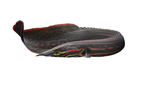 Fire Eel Fish with white background, pet essentials warehouse, fire eel fish for sale,
