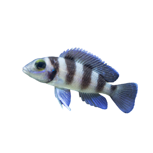 Five-Barred Lamprologus with no background, pet essentials warehouse