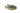 Geophagus Balzanii, Live Fish, American Cichlid, Pet Essentials Warehouse.