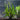 Hygrophila Angustifolia Live Aquatic Plant, Live Plants, Live Aquatic Plants, Pet Essentials Warehouse.