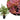 Hygrophila Polysperma Tiger, Live Plants, Live Aquatic Plants, Pet Essentials Warehouse.