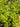 Lindernia Rotundifolia, Live Plants, Live Aquatic Plants, Pet Essentials Warehouse.