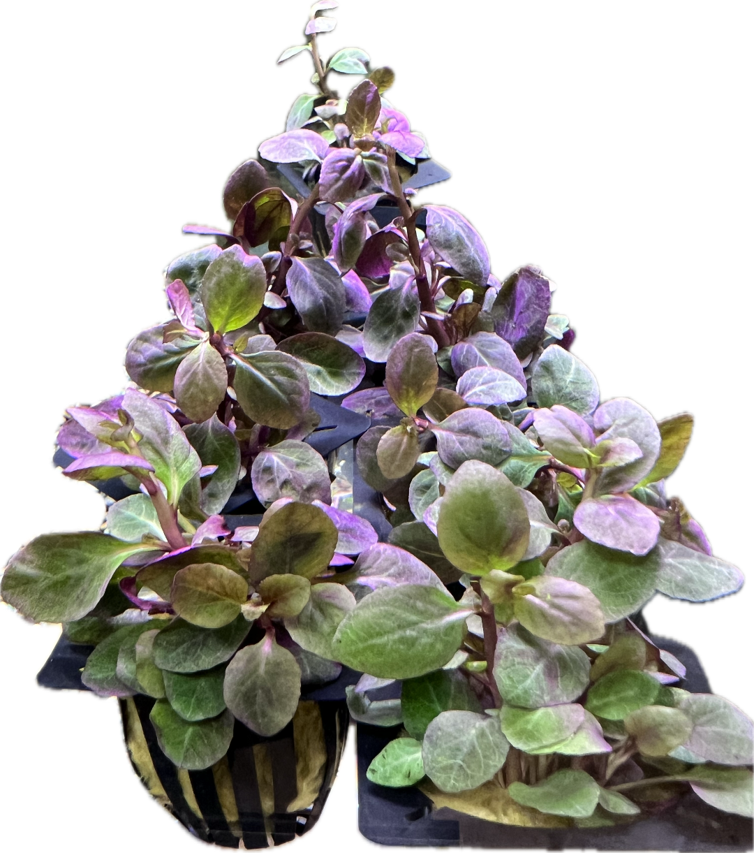 Lobelia Cardinalis Tropical Aquatic Plants Pet Essentials Warehouse