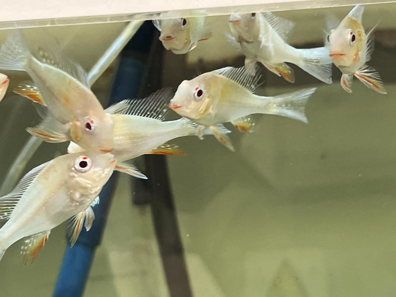 Albino Threadfin Acara Fish, tropical fish at pet essentials warehouse,