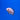 Albino Red Tiger Oscar, Live Fish, Oscar, Pet Essentials Warehouse.