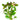 Ludwigia Aquatic Plant, Live Plants, Live Aquatic Plants, Pet Essentials Warehouse.