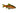 Odessa Red Striped Barb, Live Fish, Barb, Pet Essentials Warehouse.