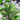 Parviflorus Tropica Sword Plant, Live Plants, Live Aquatic Plants, Pet Essentials Warehouse.