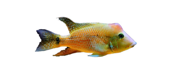Red Hump Geophagus adult male, pet essentials warehouse, buy fish online nz