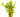 Rotala Macrandra Pink Live Aquatic Plant, Live Plants, Live Aquatic Plants, Pet Essentials Warehouse.