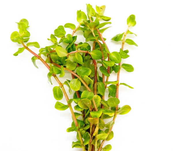 Rotala Macrandra Pink Live Aquatic Plant bunched with lead weight, pet essentials warehouse