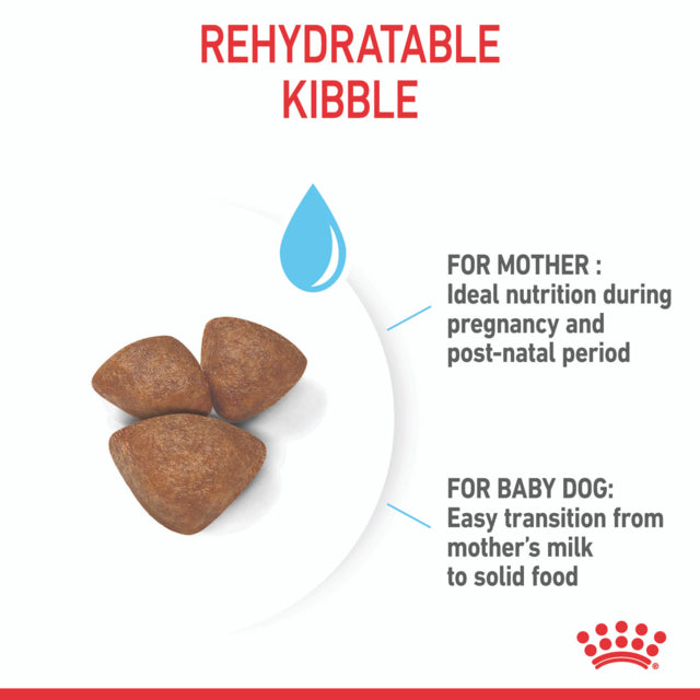 Royal Canin Mini Starter Mother & Babydog Dry Dog Food rehydrate kibble with water, pet essentials warehouse