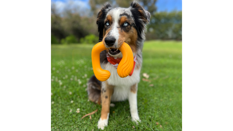 Border Collie dog playing with Nylabone Creative Play C-Shuu, Pet Essentials Warehouse 