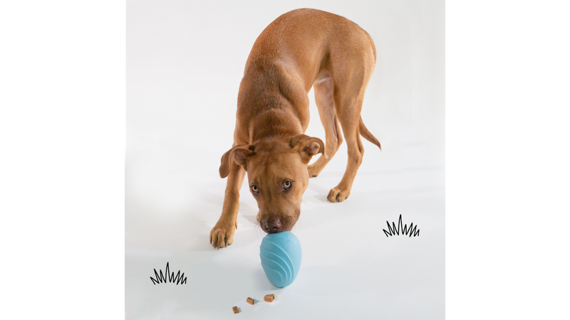 Dog playing with Nylabone Creative Play Eggi, Blue, Dog toy, Pet Essentials Warehouse