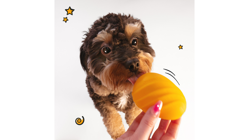 Small dog playing with Nylabone Creative Play Eggi, Pet Essentials Warehouse