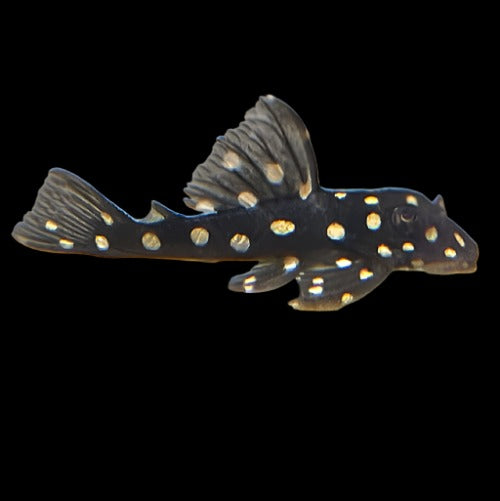 Snowball pleco hot sale care