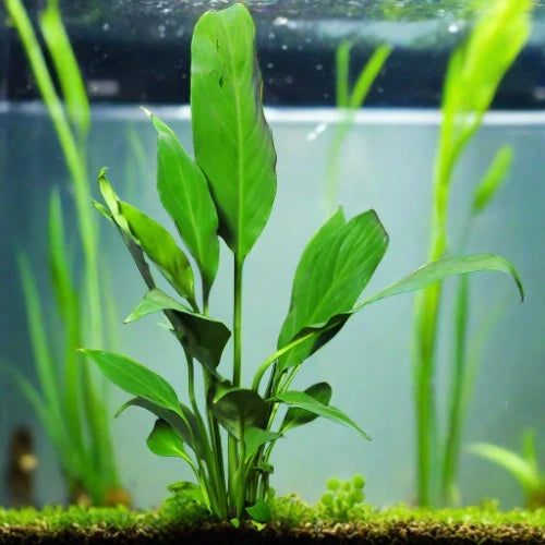 Borneo Sword Live Aquatic Plant in a fish tank, pet essentials warehouse