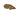 Spotted Climbing Gourami Leopard Ctenopoma, Live Fish, Gourami, Pet Essentials Warehouse.