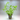 Stargrass (Heteranthera Zosterfolia) Aquatic Plant, Live Plants, Live Aquatic Plants, Pet Essentials Warehouse.