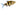 Black Ruby Barb, Live Fish, Barb, Pet Essentials Warehouse.