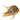 Threadfin Acara Acarichthys heckelii