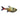 Yellow Phantom Tetra, Live Fish, Tetra, Pet Essentials Warehouse.
