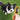 dog with Inaba Dog Churu Mega Chicken & Pumpkin Dog Treats, Pet City