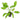 Marble Queen Sword Aquatic Plant, Live Plants, Sword Plants, Pet Essentials Warehouse.