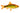 Neon Golden Barb, Live Fish, Barb, Pet Essentials Warehouse.