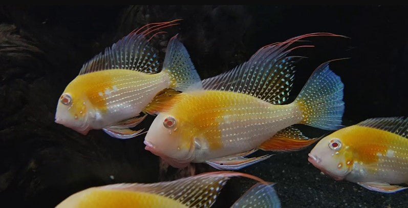 adult Albino Threadfin Acara fish, pet essentials warehouse
