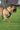 Huskimo Ultimate Harness Dark Sky, Huskimo, Dog Harnesses, Pet Essentials Warehouse.