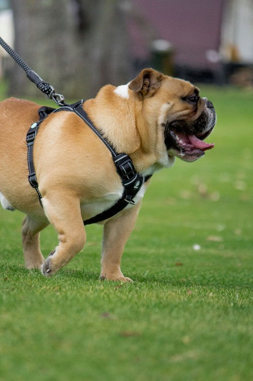 Huskimo Ultimate Harness Dark Sky, small bulldog wearing huskimo ultimate harness, black dog training harness